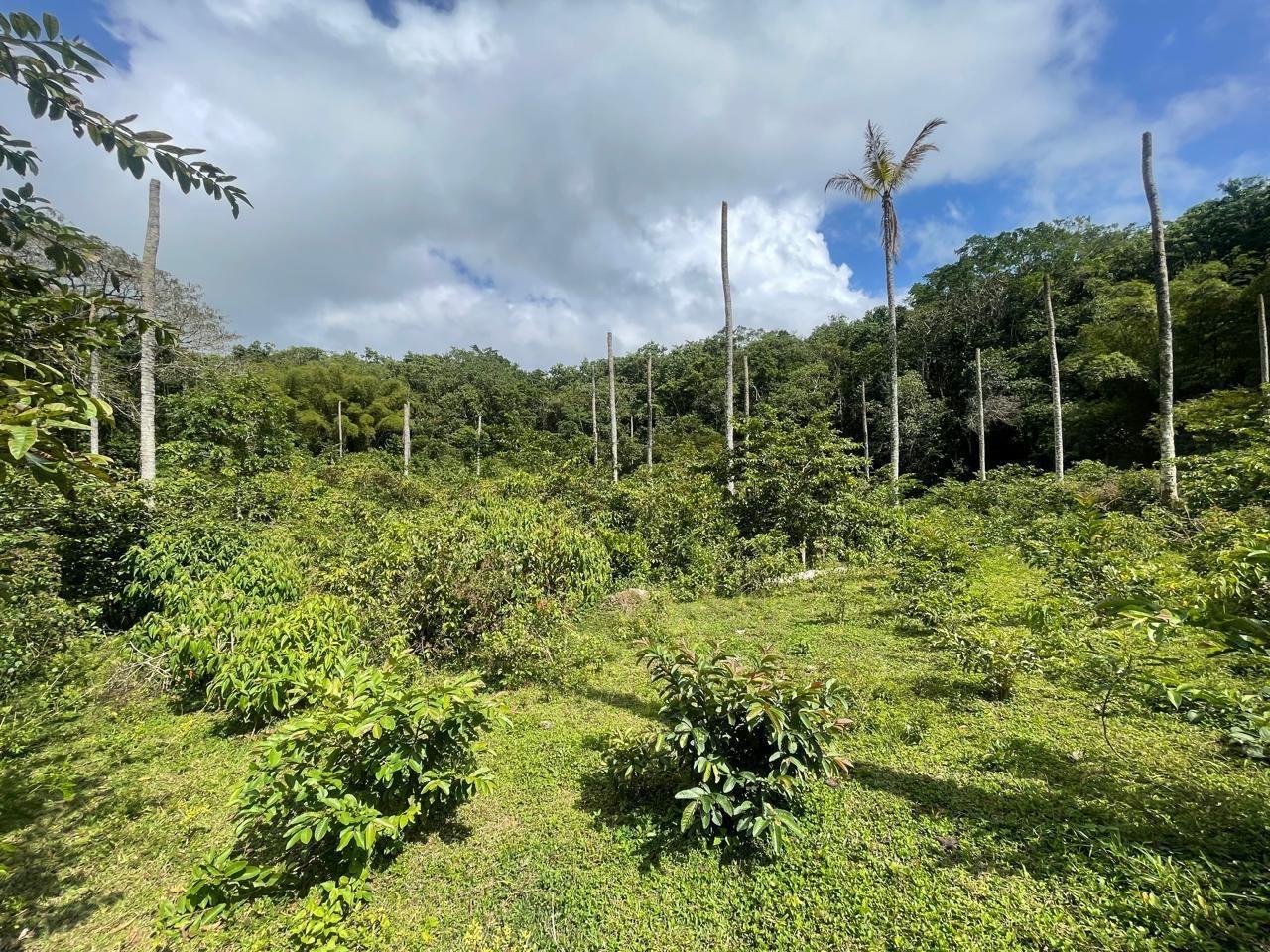 Fourth image of Union Hill in Union Hill, St. Mary, Jamaica - property is For Sale