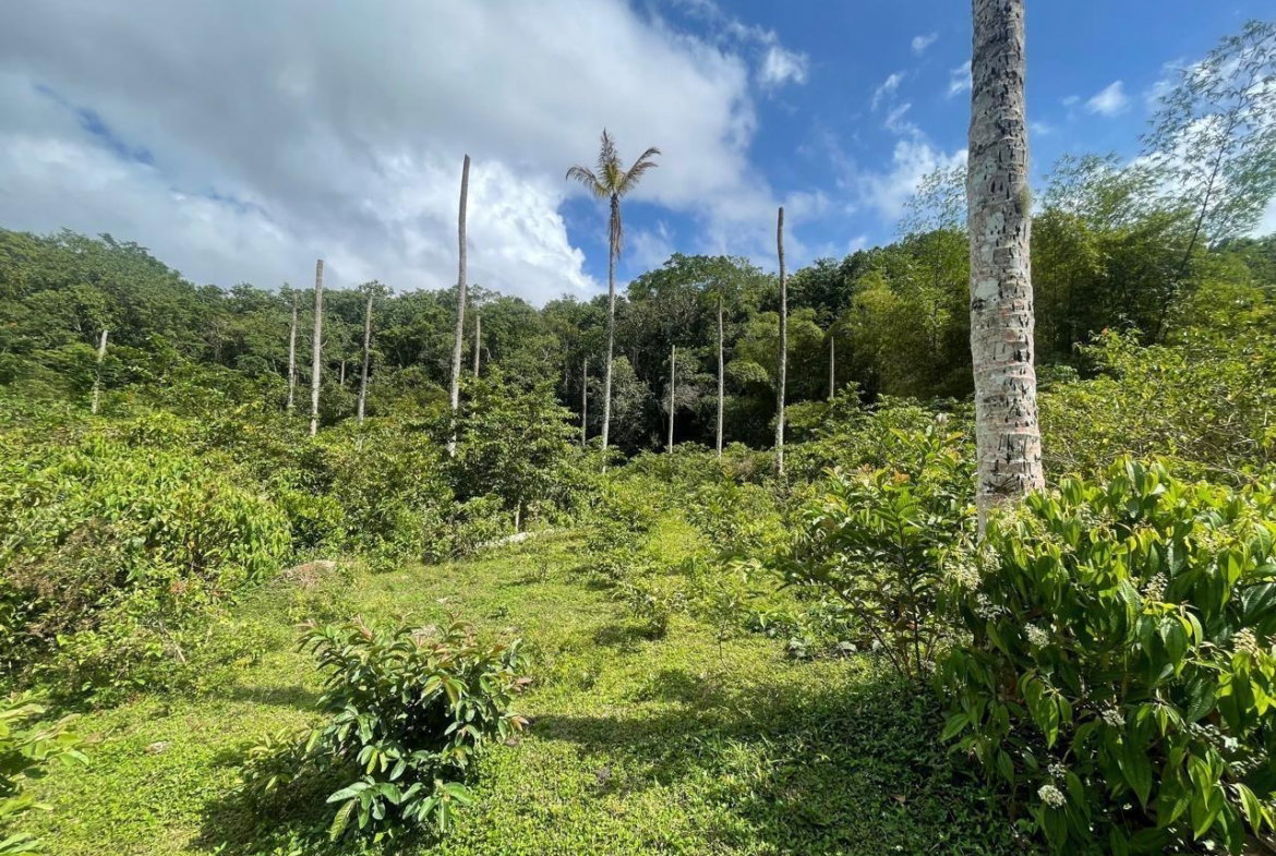 Fifth image of Union Hill in Union Hill, St. Mary, Jamaica - property is For Sale