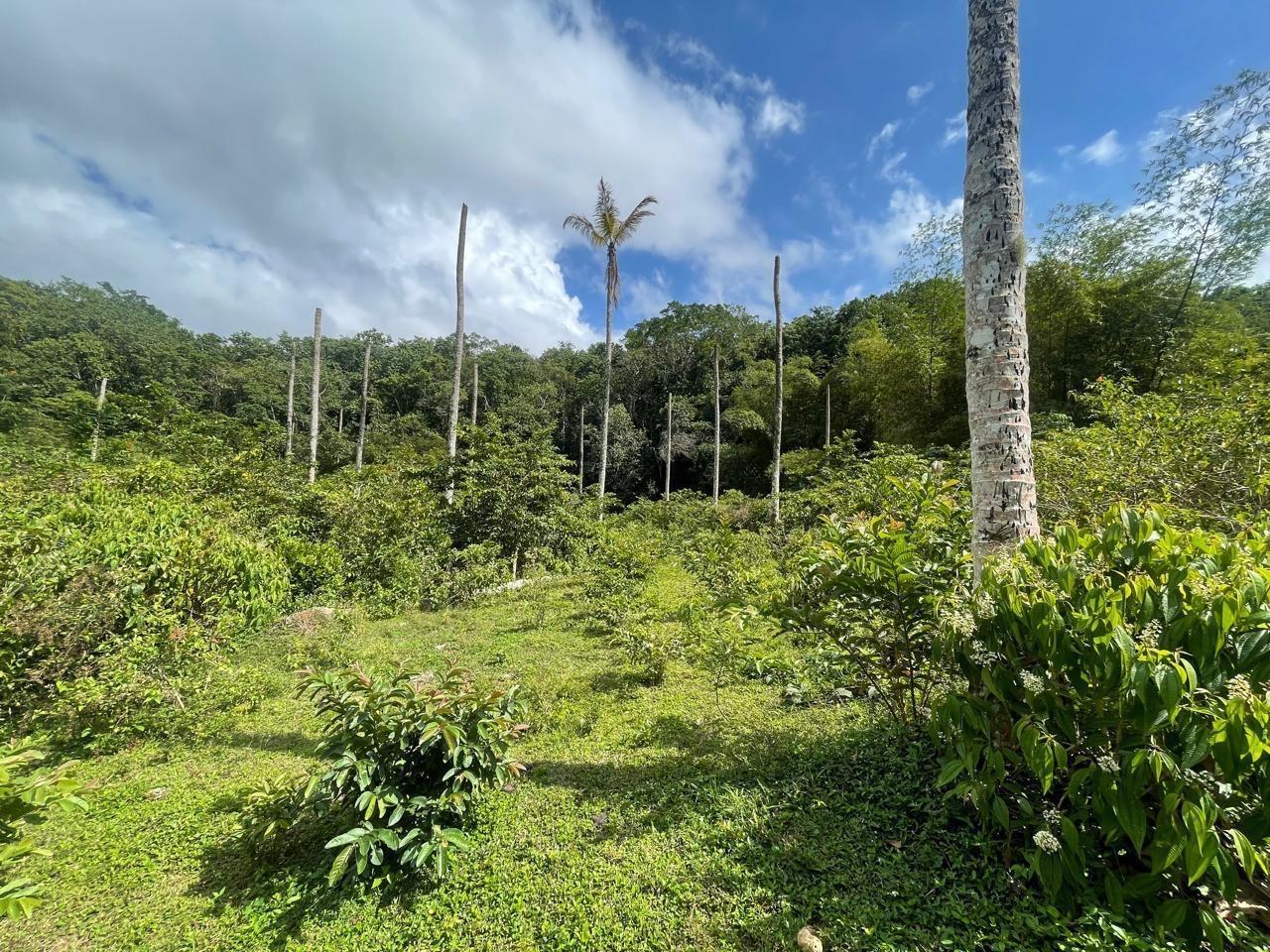 Fifth image of Union Hill in Union Hill, St. Mary, Jamaica - property is For Sale