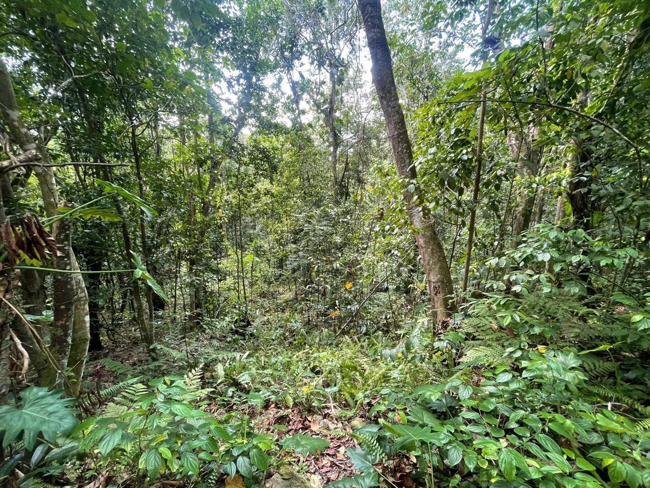 Sixth image of Union Hill in Union Hill, St. Mary, Jamaica - property is For Sale