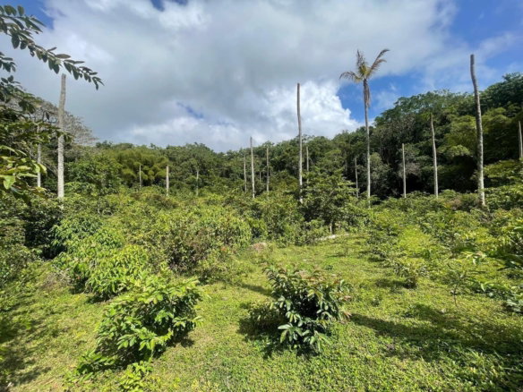First image of Union Hill in Union Hill, St. Mary, Jamaica - property is For Sale