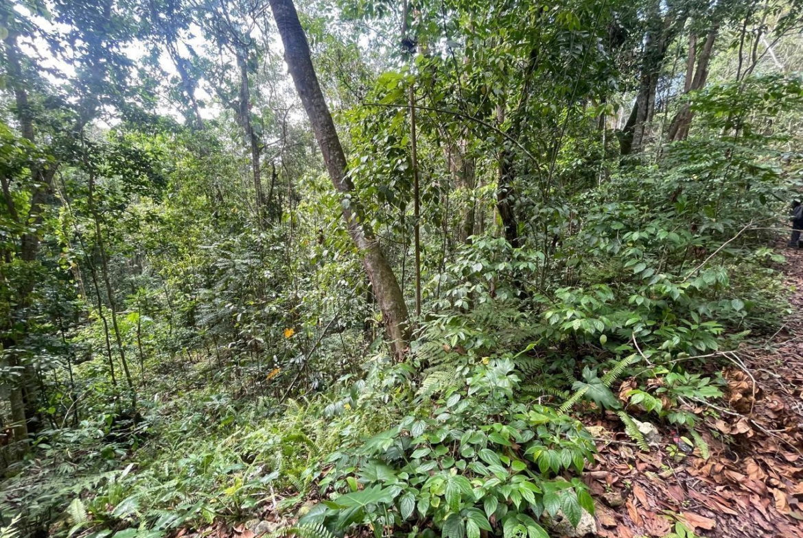 Seventh image of Union Hill in Union Hill, St. Mary, Jamaica - property is For Sale