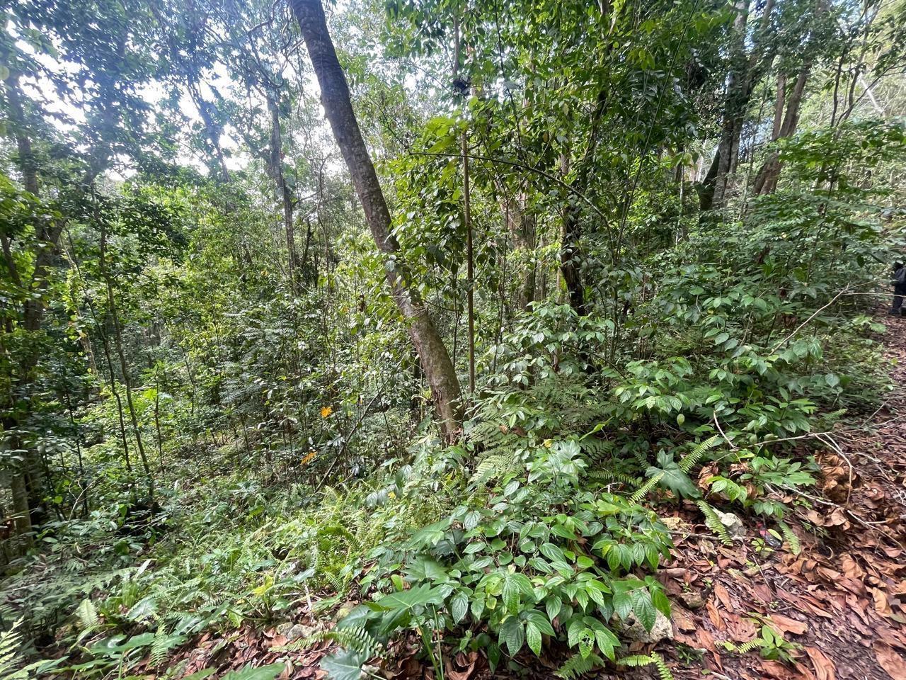 Seventh image of Union Hill in Union Hill, St. Mary, Jamaica - property is For Sale