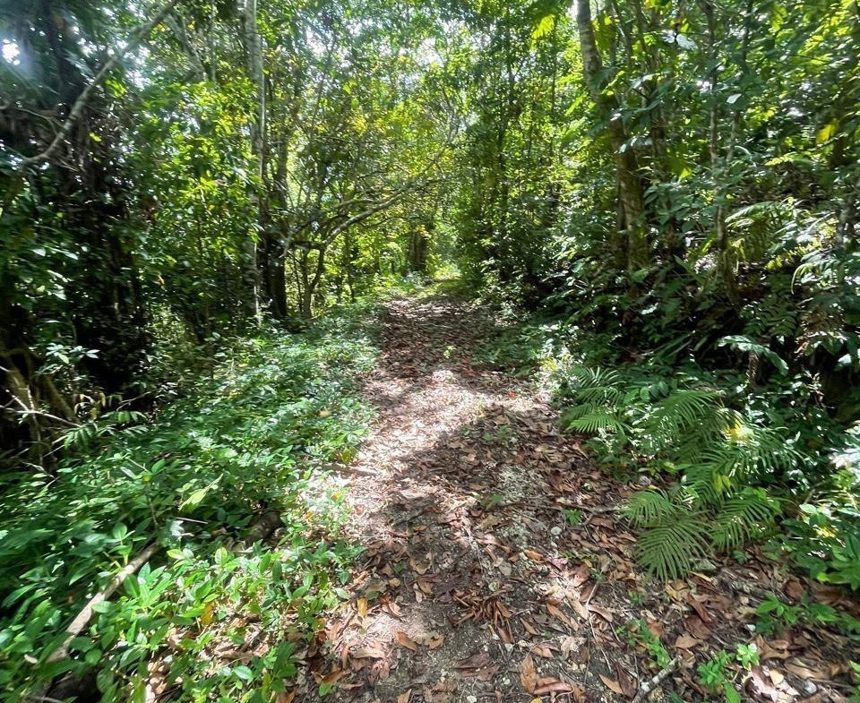 Eighth image of Union Hill in Union Hill, St. Mary, Jamaica - property is For Sale