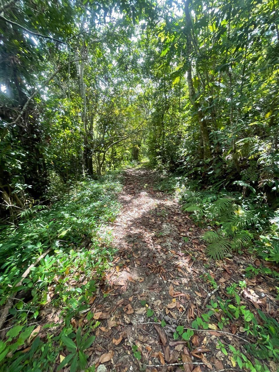 Eighth image of Union Hill in Union Hill, St. Mary, Jamaica - property is For Sale