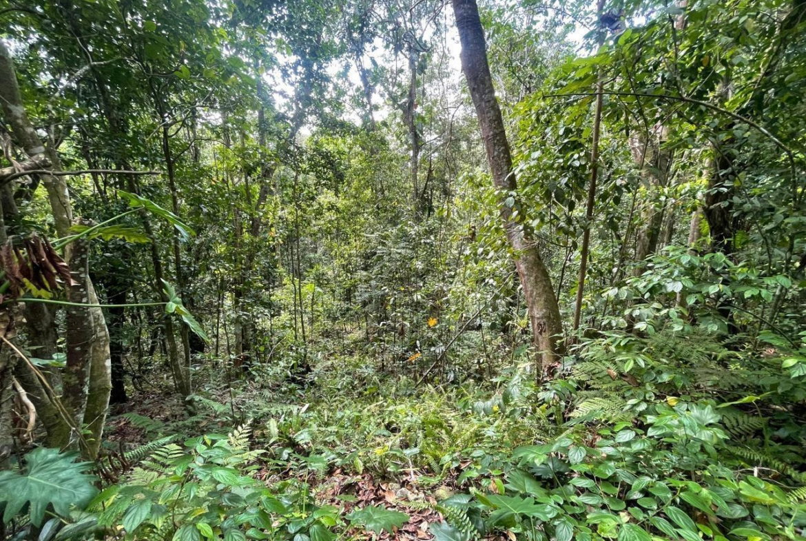Ninth image of Union Hill in Union Hill, St. Mary, Jamaica - property is For Sale