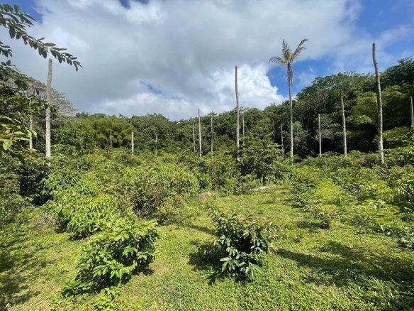 First image of Union Hill in Union Hill, St. Mary, Jamaica - property is For Sale