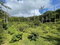 First image of Union Hill in Union Hill, St. Mary, Jamaica - property is For Sale