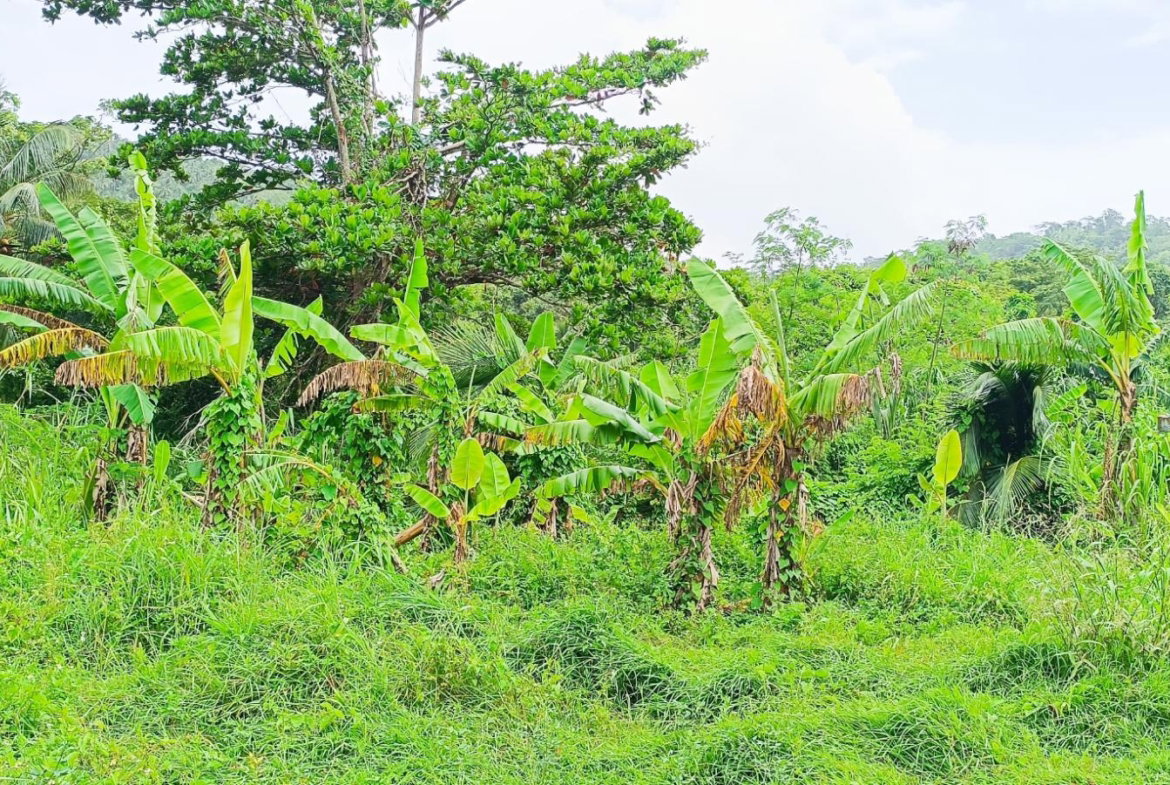 Fourteenth image of 78 Rosend Main Road in Rosend, St. Mary, Jamaica - property is For Sale