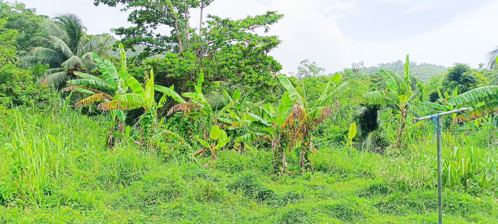 Fourteenth image of 78 Rosend Main Road in Rosend, St. Mary, Jamaica - property is For Sale