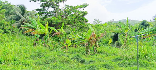 Fourteenth image of 78 Rosend Main Road in Rosend, St. Mary, Jamaica - property is For Sale