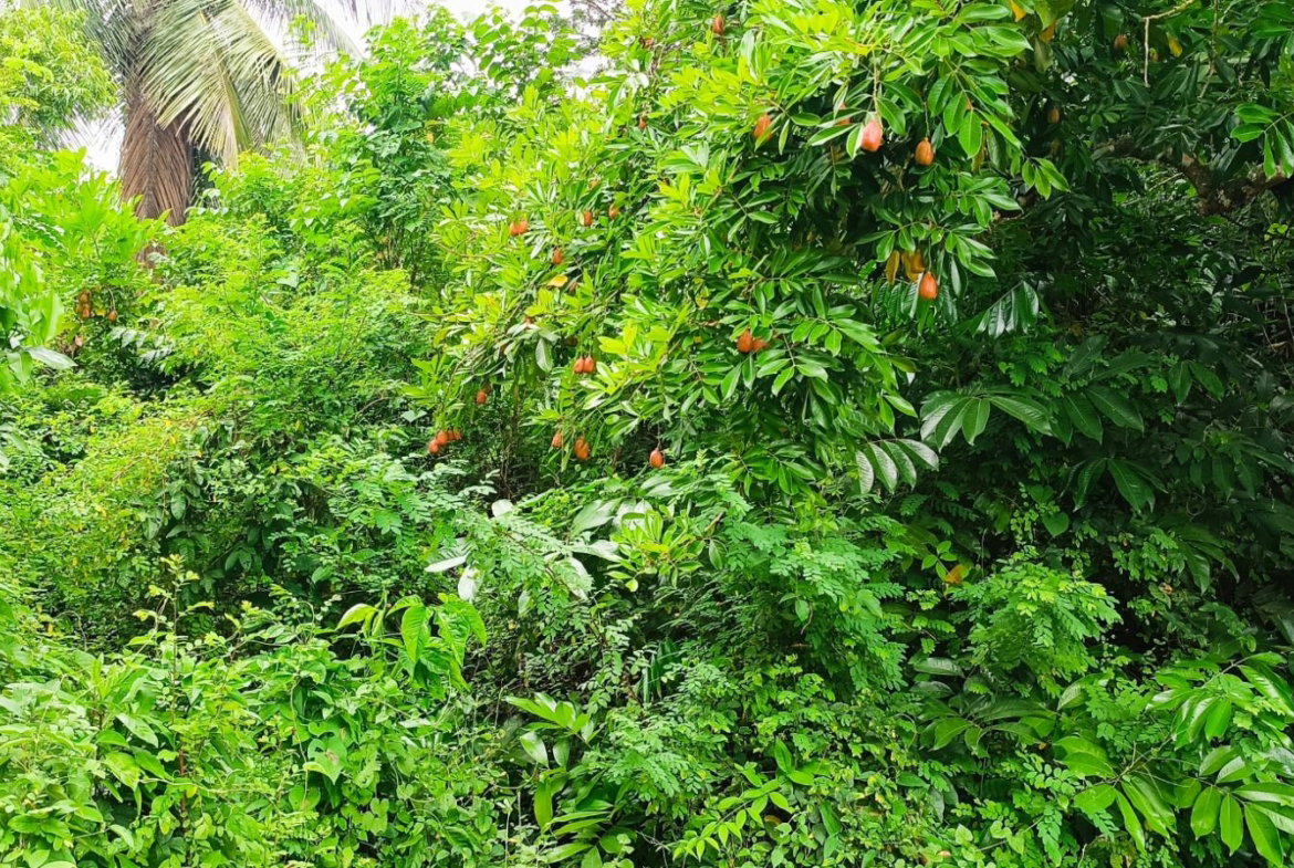 Fifteenth image of 78 Rosend Main Road in Rosend, St. Mary, Jamaica - property is For Sale