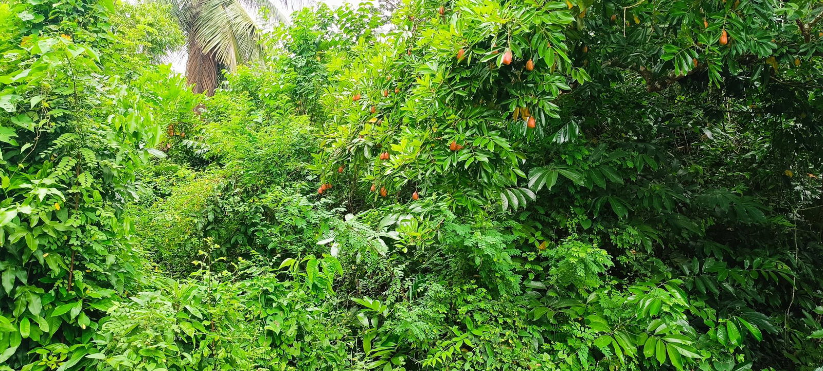 Fifteenth image of 78 Rosend Main Road in Rosend, St. Mary, Jamaica - property is For Sale