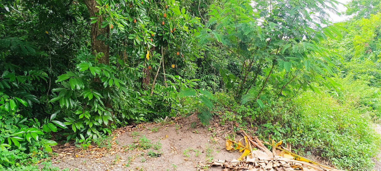 Sixteenth image of 78 Rosend Main Road in Rosend, St. Mary, Jamaica - property is For Sale