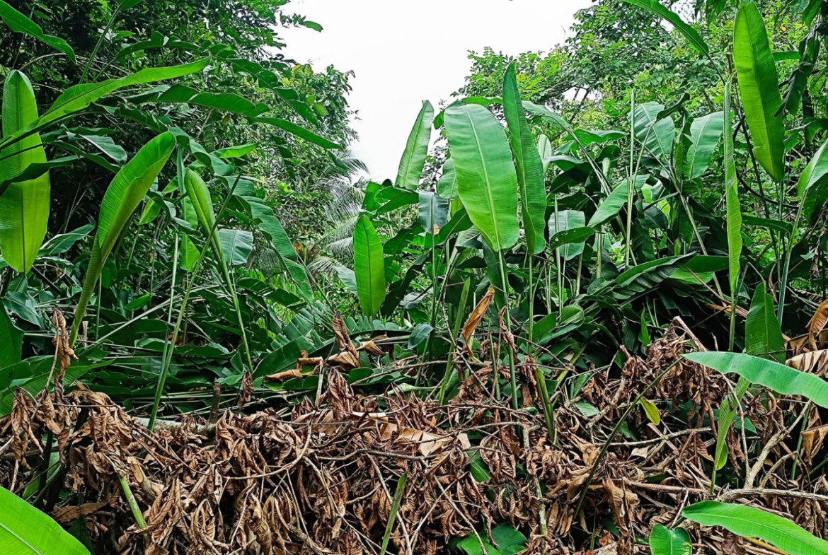 Eighteenth image of 78 Rosend Main Road in Rosend, St. Mary, Jamaica - property is For Sale