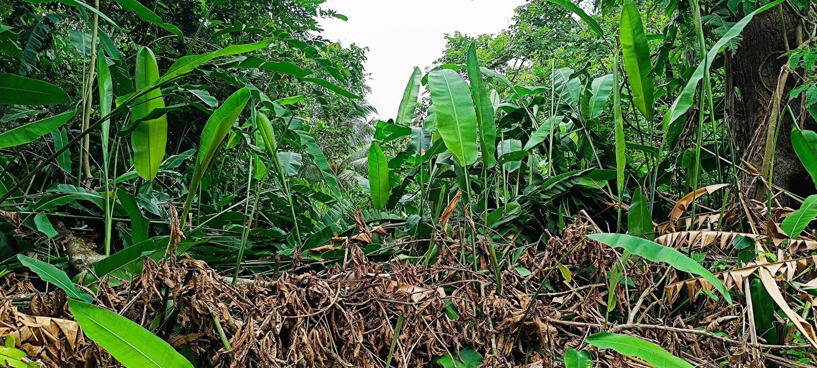 Eighteenth image of 78 Rosend Main Road in Rosend, St. Mary, Jamaica - property is For Sale