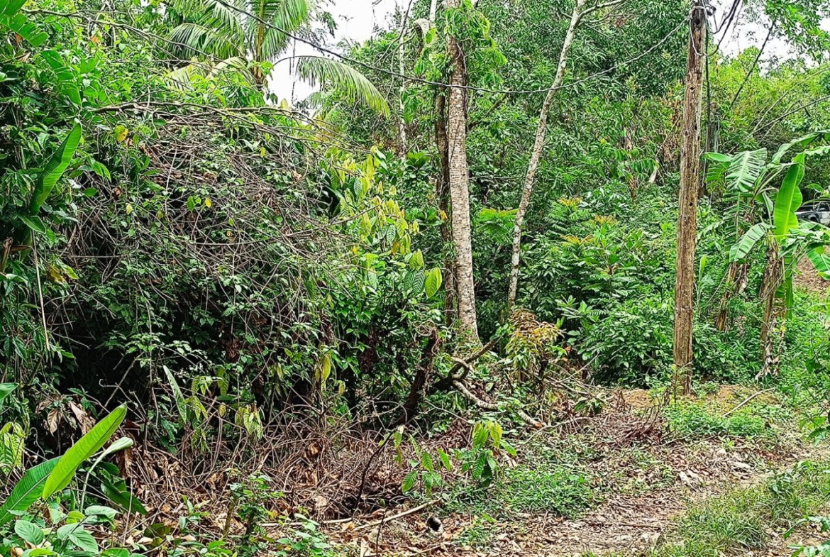 Nineteenth image of 78 Rosend Main Road in Rosend, St. Mary, Jamaica - property is For Sale