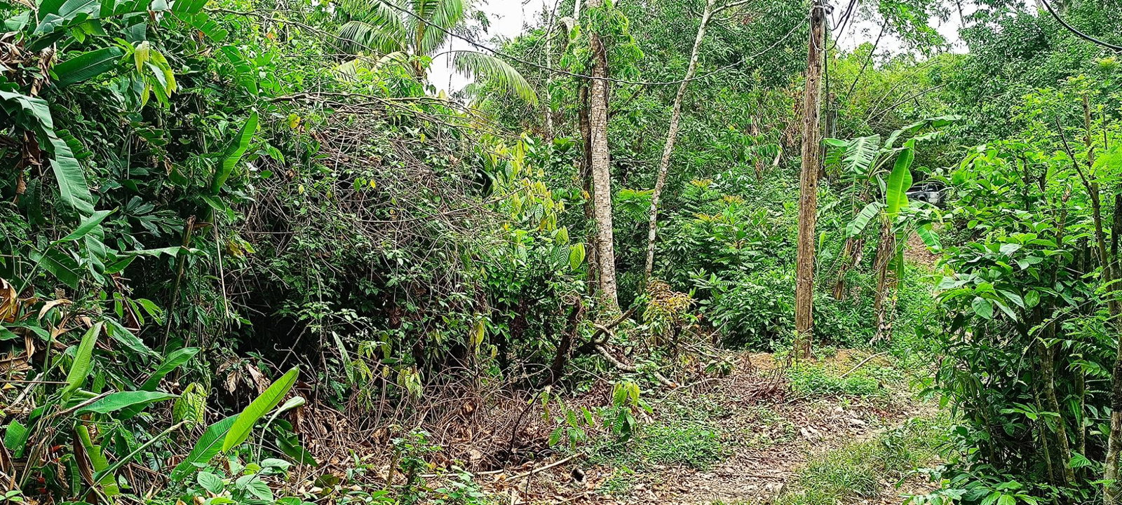 Nineteenth image of 78 Rosend Main Road in Rosend, St. Mary, Jamaica - property is For Sale