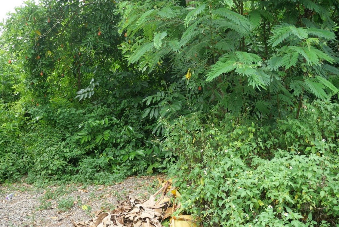 Twentieth image of 78 Rosend Main Road in Rosend, St. Mary, Jamaica - property is For Sale