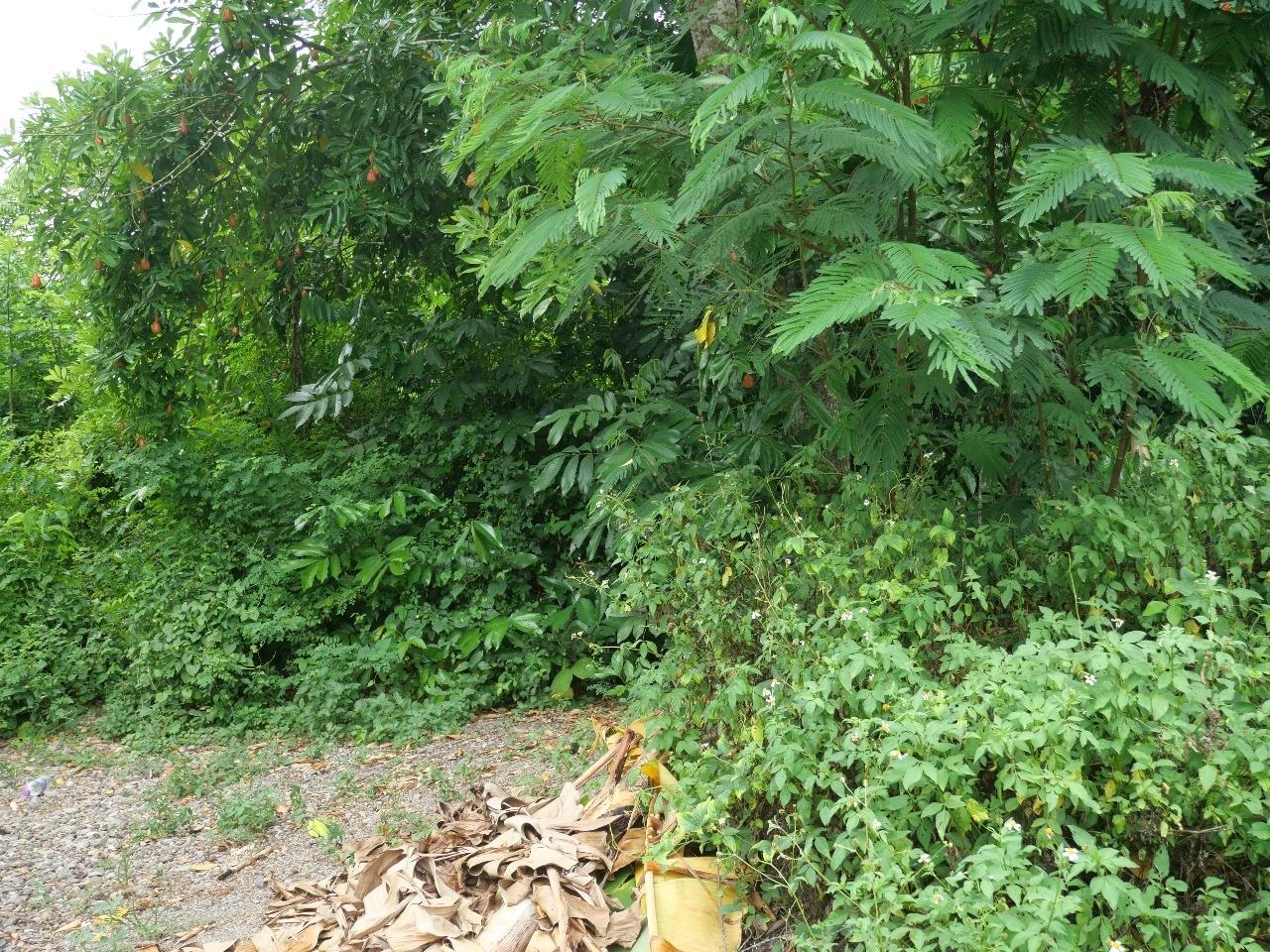 Twentieth image of 78 Rosend Main Road in Rosend, St. Mary, Jamaica - property is For Sale