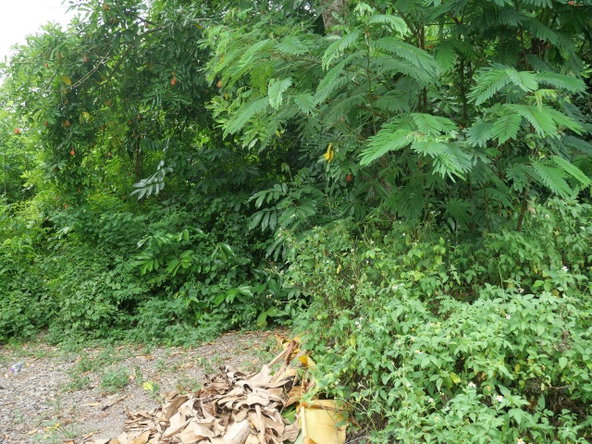Twentieth image of 78 Rosend Main Road in Rosend, St. Mary, Jamaica - property is For Sale