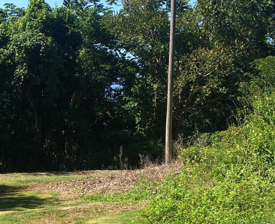 Eleventh image of mt Pleasant, Westmoreland in White House WD, Westmoreland, Jamaica - property is For Sale