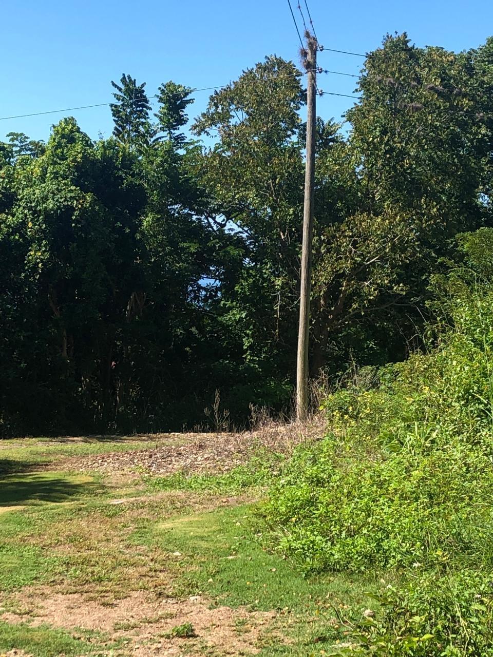 Eleventh image of mt Pleasant, Westmoreland in White House WD, Westmoreland, Jamaica - property is For Sale