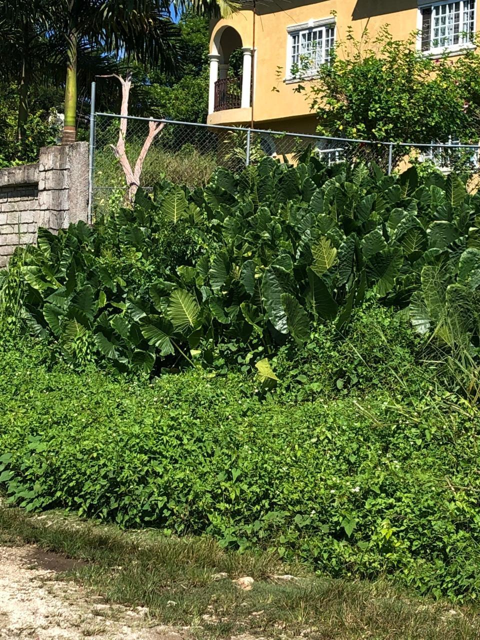 Fourth image of mt Pleasant, Westmoreland in White House WD, Westmoreland, Jamaica - property is For Sale