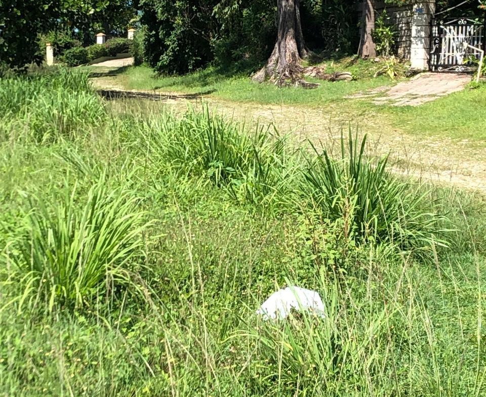 Seventh image of mt Pleasant, Westmoreland in White House WD, Westmoreland, Jamaica - property is For Sale
