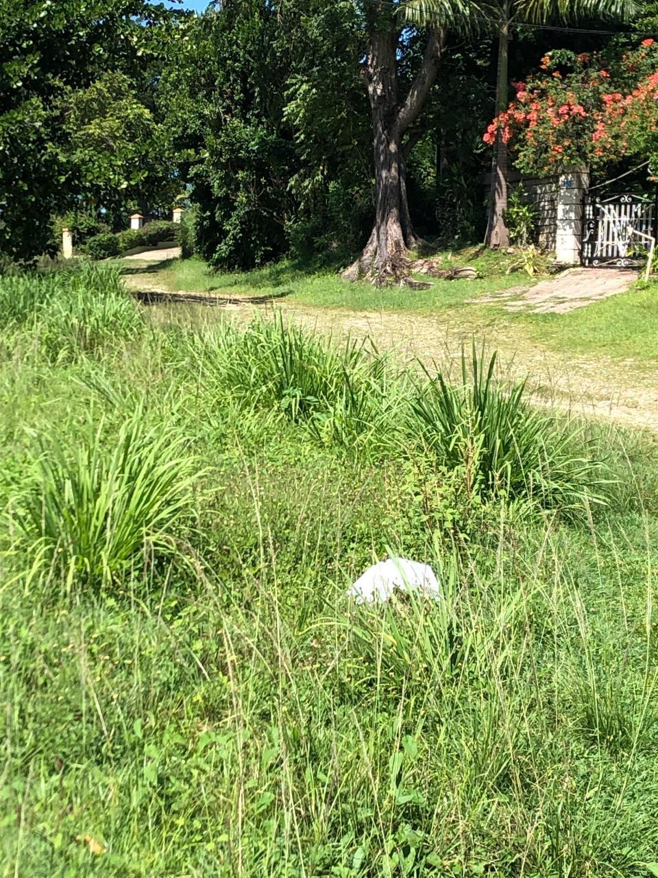 Seventh image of mt Pleasant, Westmoreland in White House WD, Westmoreland, Jamaica - property is For Sale