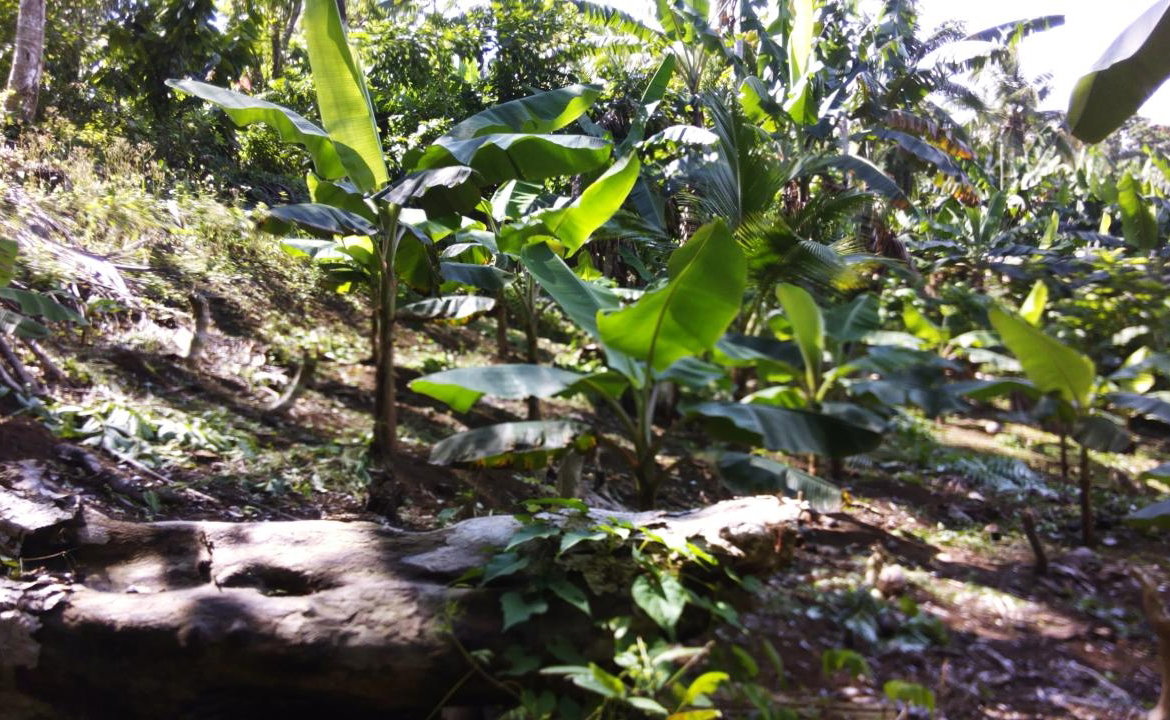 Eleventh image of 161 Pt. Hopewell in Highgate, St. Mary, Jamaica - property is For Sale