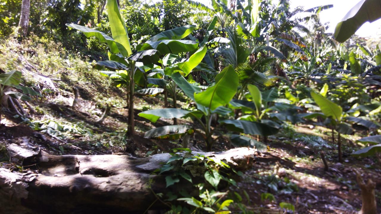 Eleventh image of 161 Pt. Hopewell in Highgate, St. Mary, Jamaica - property is For Sale