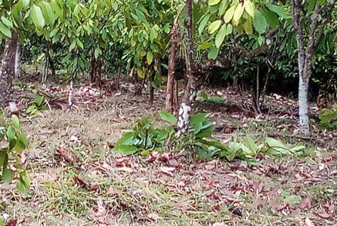 First image of 161 Pt. Hopewell in Highgate, St. Mary, Jamaica - property is For Sale