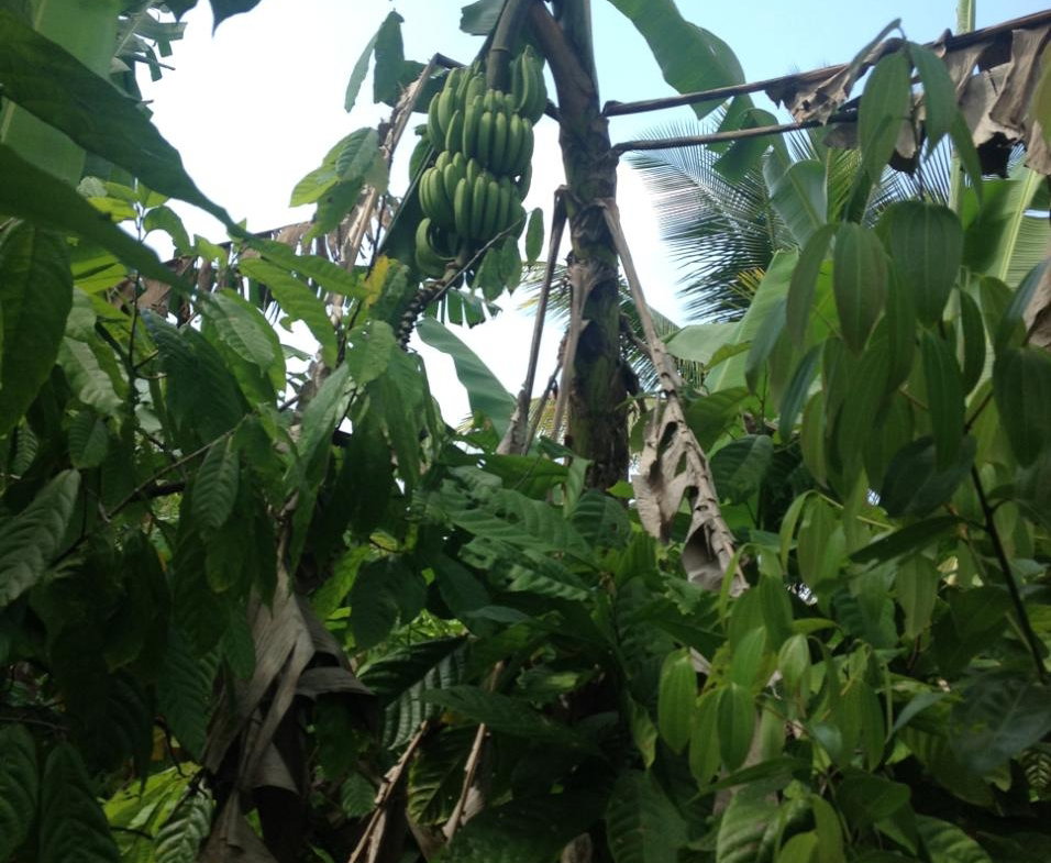 Thirteenth image of 161 Pt. Hopewell in Highgate, St. Mary, Jamaica - property is For Sale