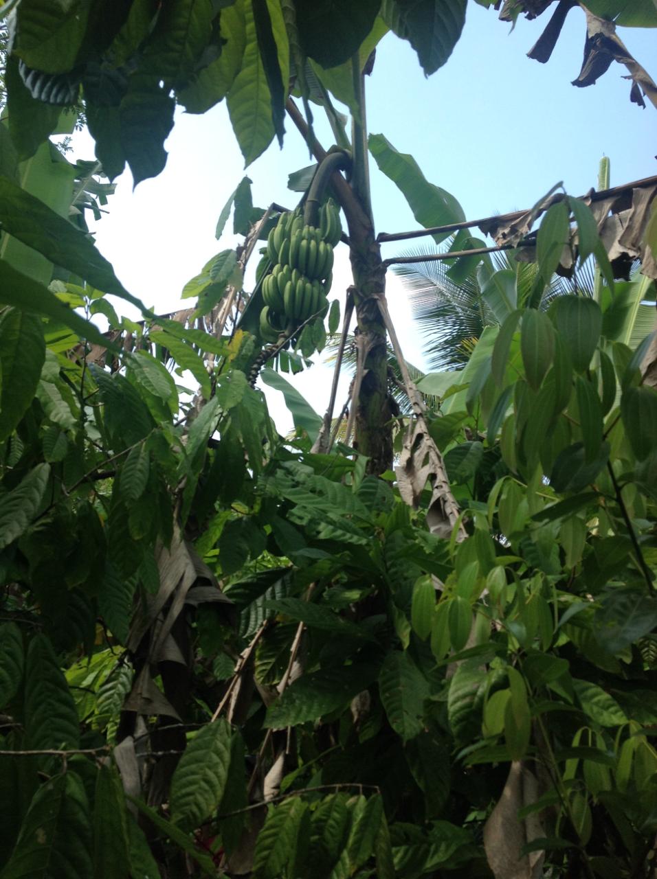 Thirteenth image of 161 Pt. Hopewell in Highgate, St. Mary, Jamaica - property is For Sale