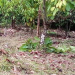 First image of 161 Pt. Hopewell in Highgate, St. Mary, Jamaica - property is For Sale
