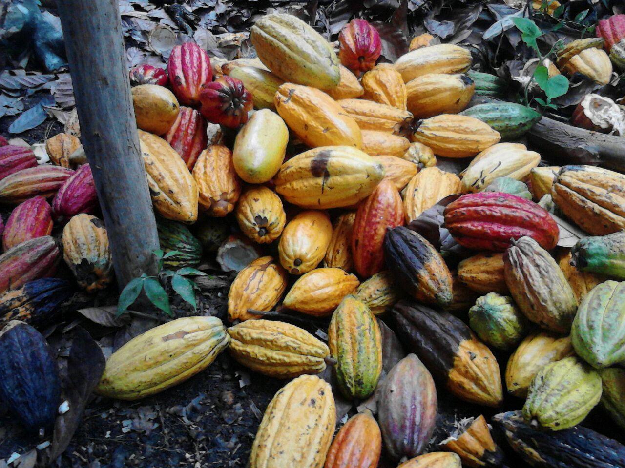 Third image of 161 Pt. Hopewell in Highgate, St. Mary, Jamaica - property is For Sale