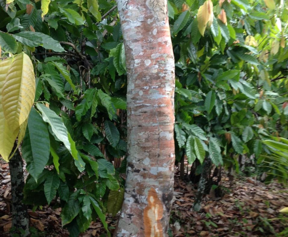 Fifth image of 161 Pt. Hopewell in Highgate, St. Mary, Jamaica - property is For Sale