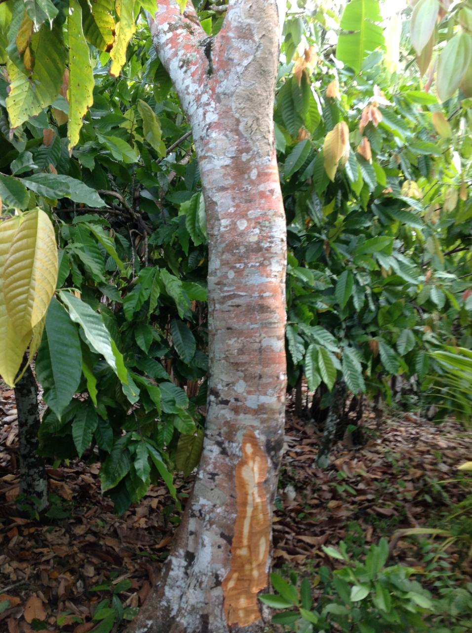 Fifth image of 161 Pt. Hopewell in Highgate, St. Mary, Jamaica - property is For Sale