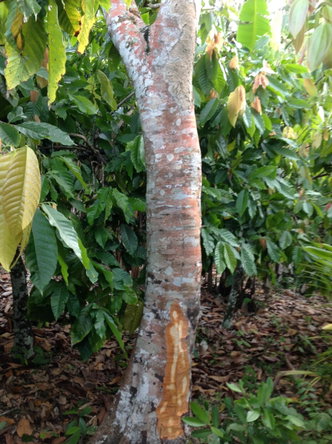 Fifth image of 161 Pt. Hopewell in Highgate, St. Mary, Jamaica - property is For Sale