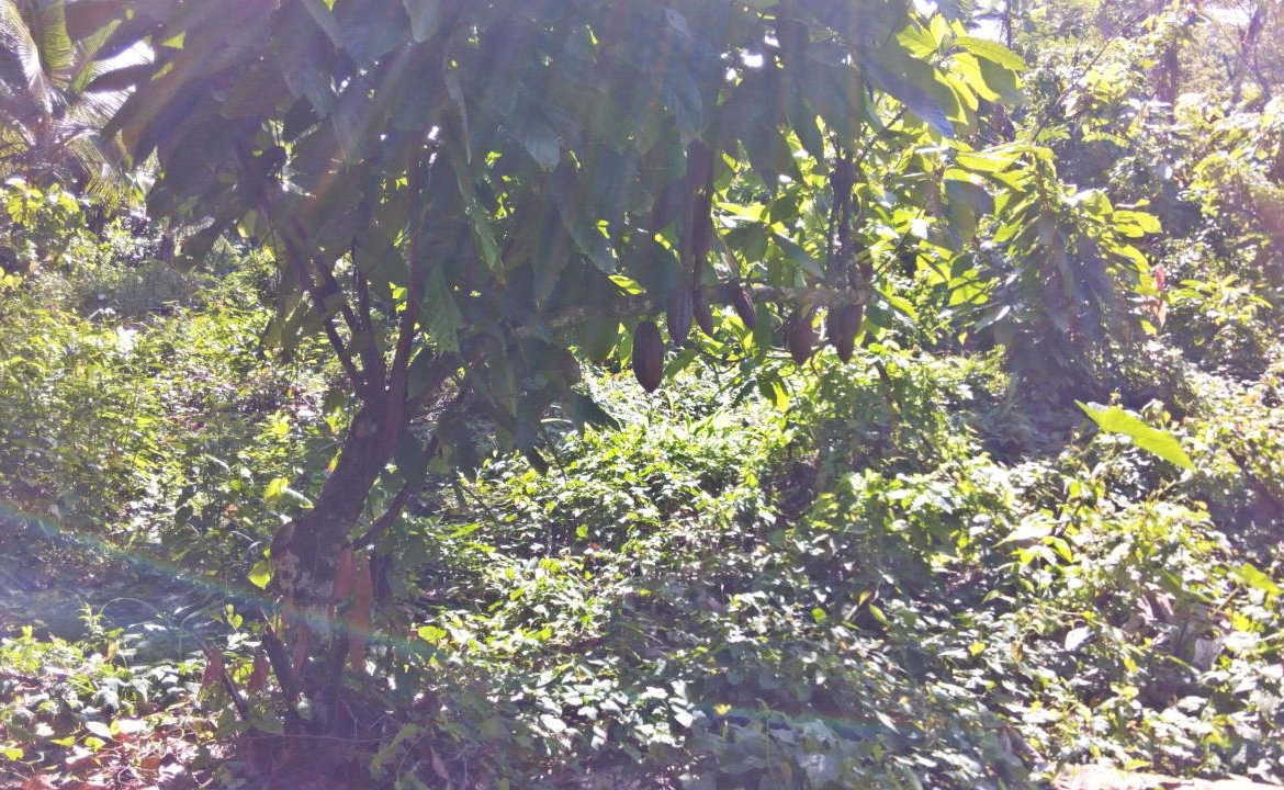 Sixth image of 161 Pt. Hopewell in Highgate, St. Mary, Jamaica - property is For Sale