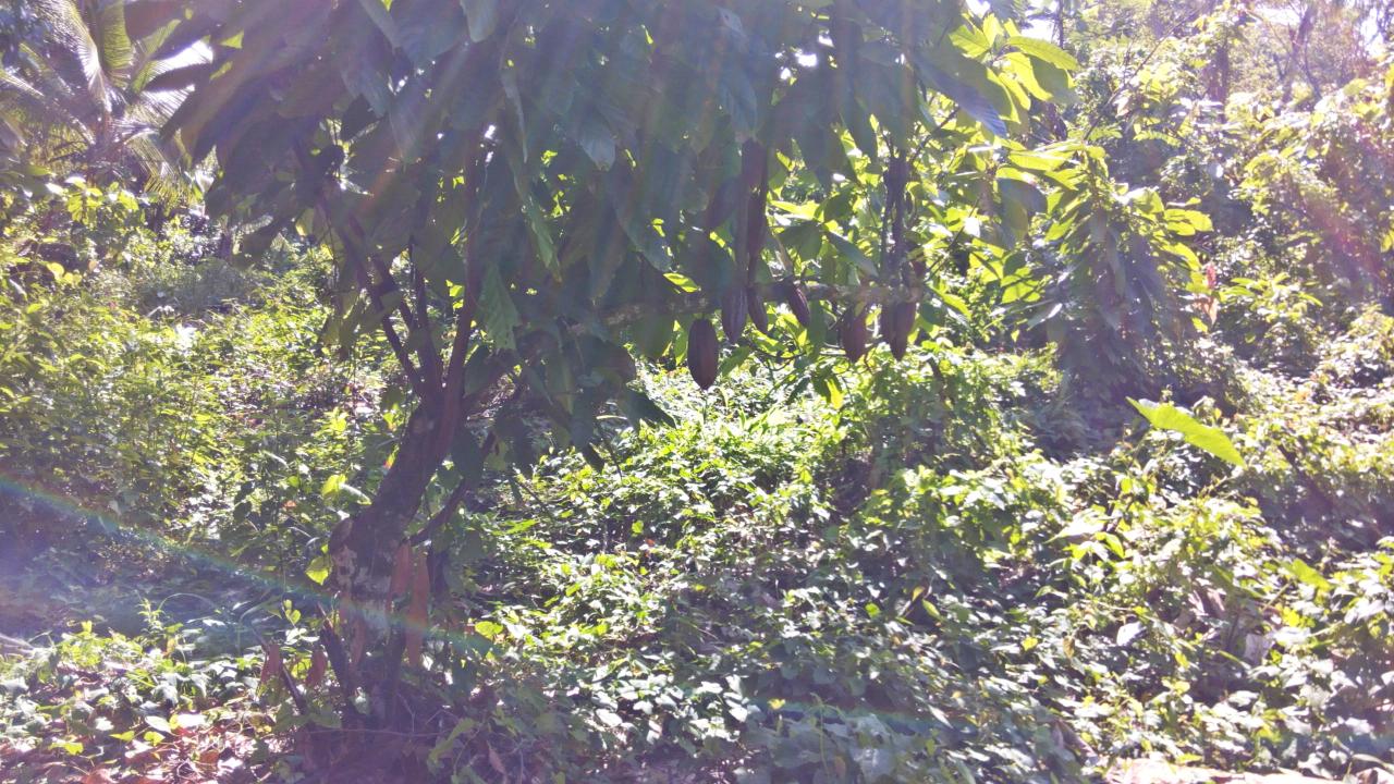 Sixth image of 161 Pt. Hopewell in Highgate, St. Mary, Jamaica - property is For Sale