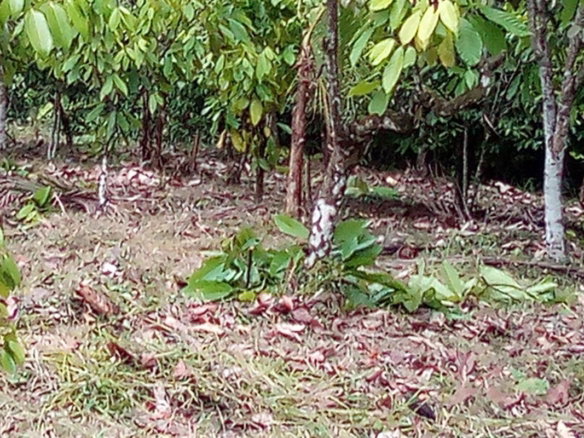 First image of 161 Pt. Hopewell in Highgate, St. Mary, Jamaica - property is For Sale