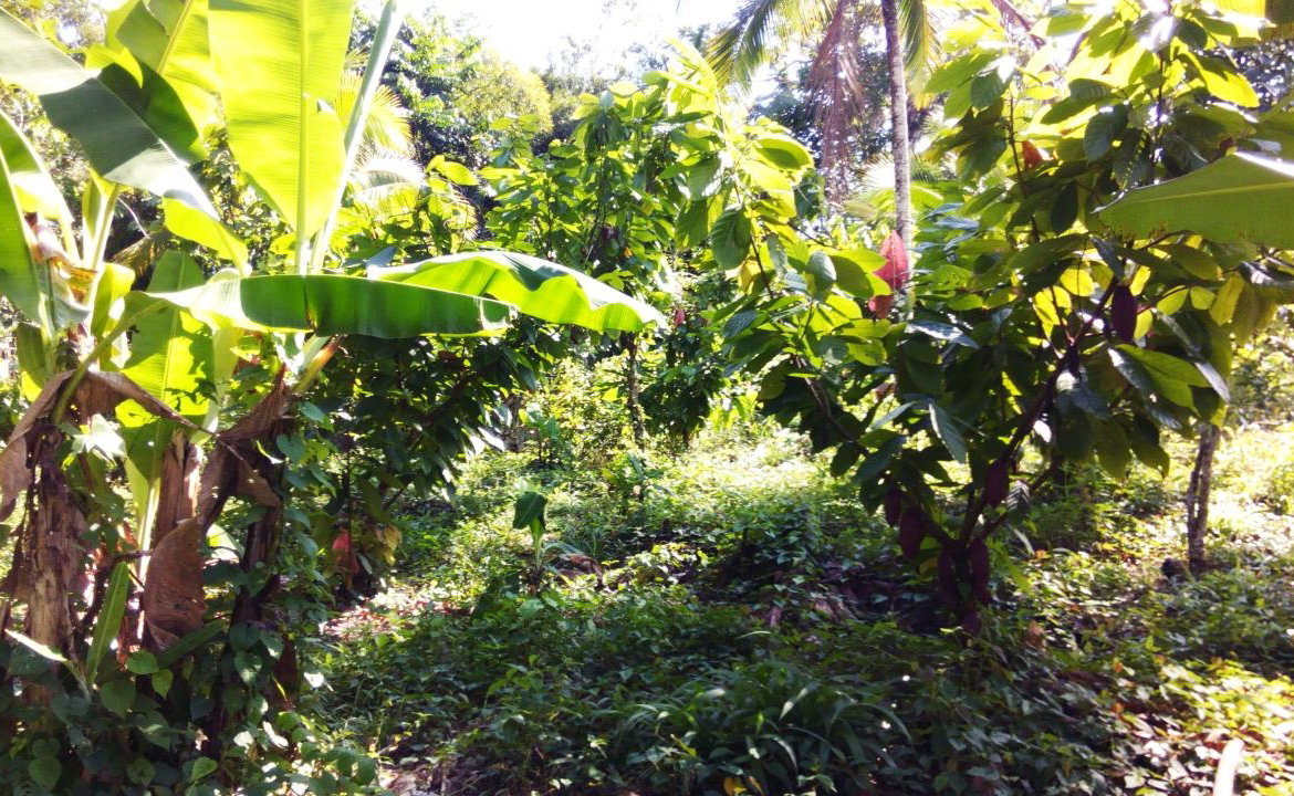 Seventh image of 161 Pt. Hopewell in Highgate, St. Mary, Jamaica - property is For Sale