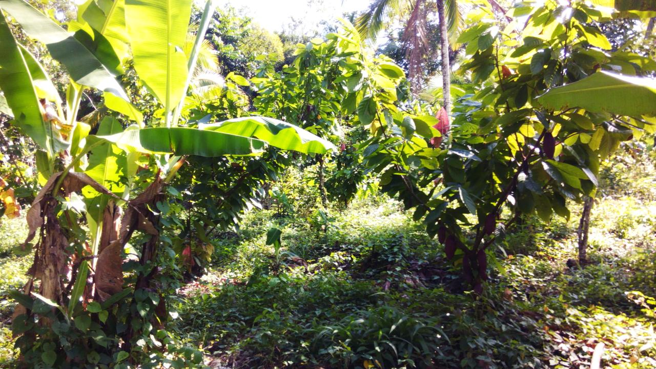 Seventh image of 161 Pt. Hopewell in Highgate, St. Mary, Jamaica - property is For Sale