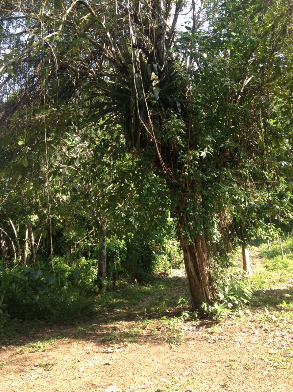 Eighth image of 161 Pt. Hopewell in Highgate, St. Mary, Jamaica - property is For Sale