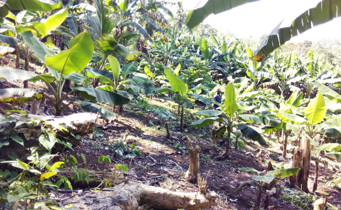 Ninth image of 161 Pt. Hopewell in Highgate, St. Mary, Jamaica - property is For Sale