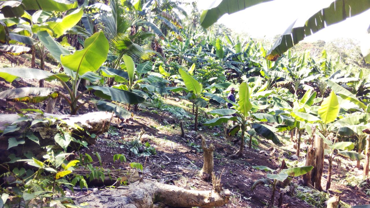 Ninth image of 161 Pt. Hopewell in Highgate, St. Mary, Jamaica - property is For Sale