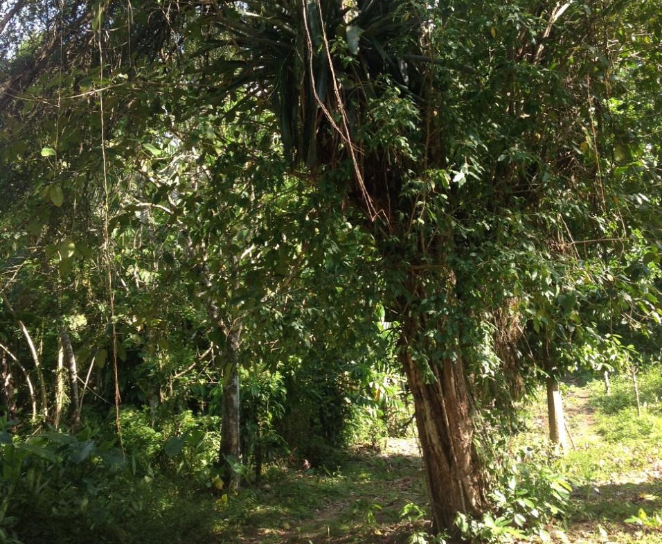 Tenth image of 161 Pt. Hopewell in Highgate, St. Mary, Jamaica - property is For Sale