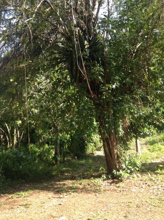 Tenth image of 161 Pt. Hopewell in Highgate, St. Mary, Jamaica - property is For Sale